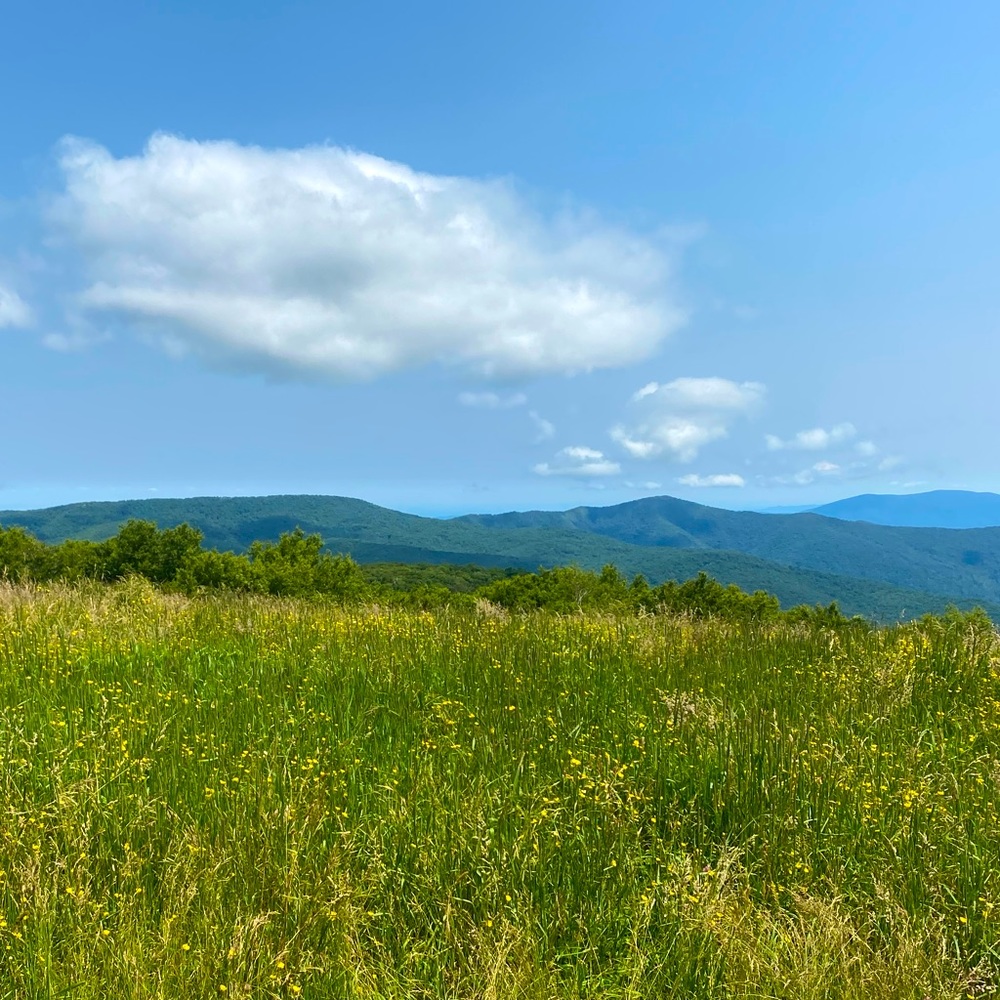 Meet your Posher, Suzanne
